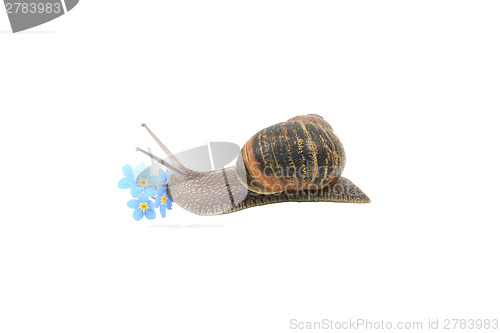 Image of Garden snail exploring blue forget-me-not flowers