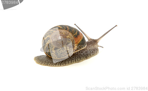 Image of Garden snail crawling away