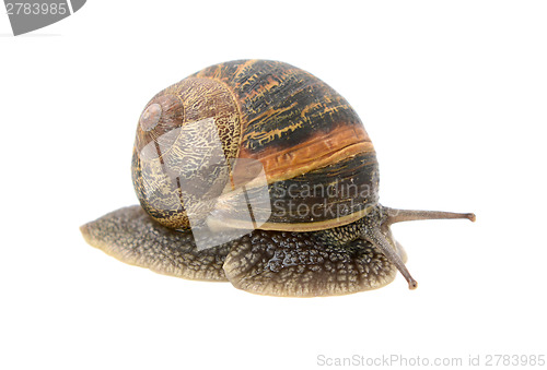 Image of Closeup of garden snail emerging from its shell