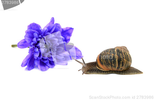 Image of Closeup of a snail with stripy shell in front of a blue chrysant