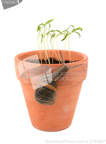 Image of Garden snail climbing a terracotta flowerpot to attack young see