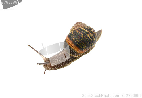 Image of Closeup of a garden snail with tentacles extended