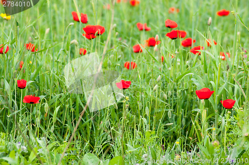 Image of Spring flowers - red on green