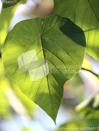 Image of Texture of a green leaf