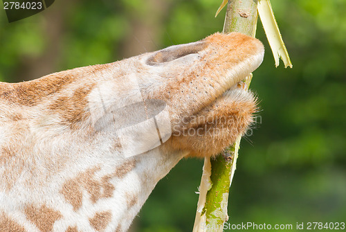 Image of Giraffe eating