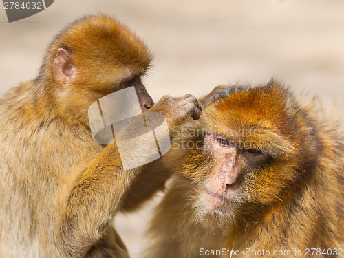 Image of Two mature Barbary Macaque grooming
