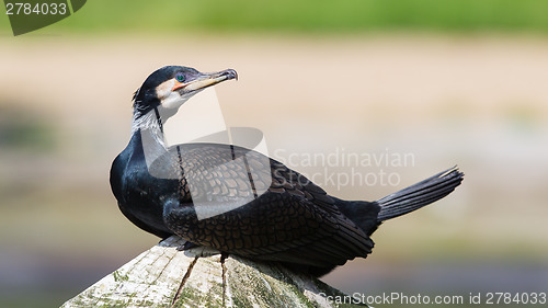 Image of Cape Cormorant