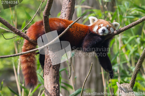 Image of Red Panda, Firefox or Lesser Panda 