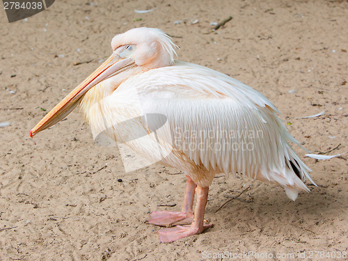 Image of Adult pelican resting