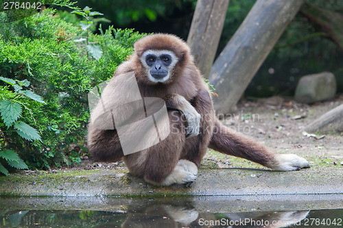 Image of Lar Gibbon, or a white handed gibbon