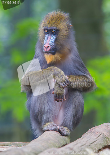 Image of Portrait of the adult mandrill