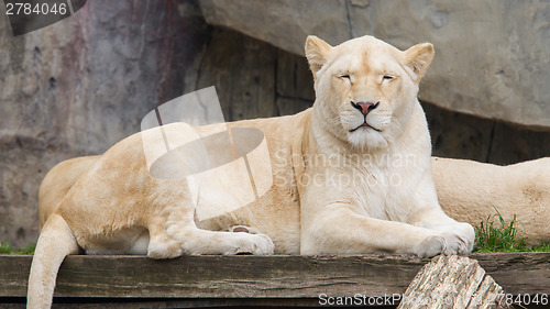 Image of Female African white lion resting