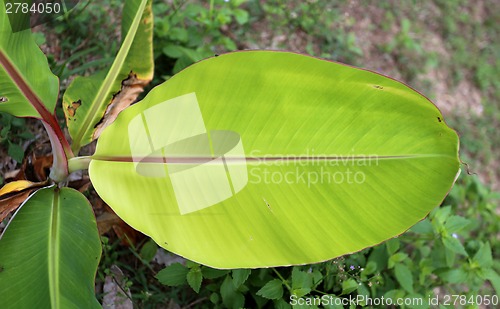 Image of Texture of a green leaf