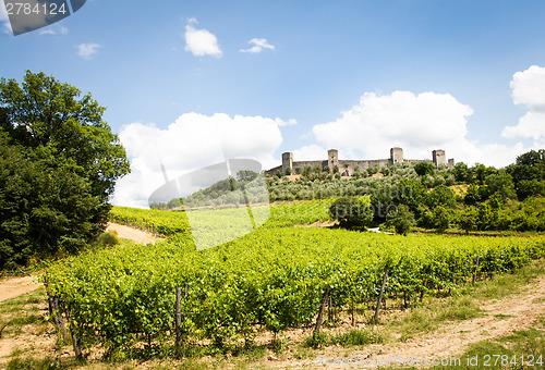 Image of Wineyard in Tuscany