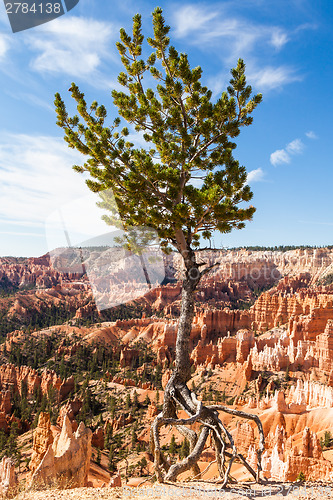 Image of Bryce Canyon