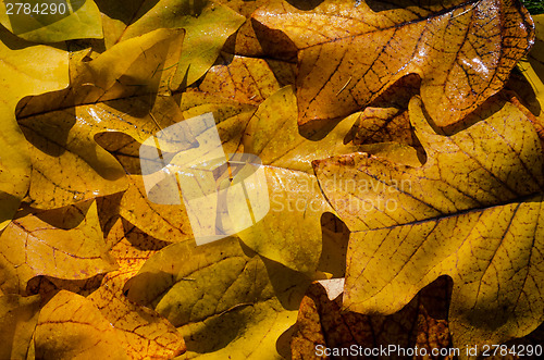 Image of nice yellow wet tuliptree leaves background 