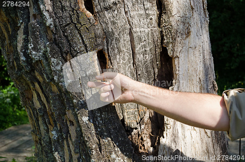 Image of hand touches pest carved holes in old trunk 