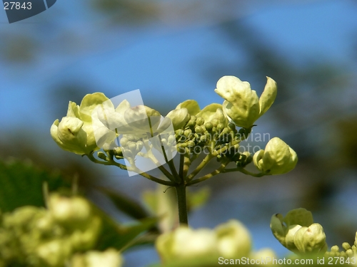 Image of Resurrection Flower