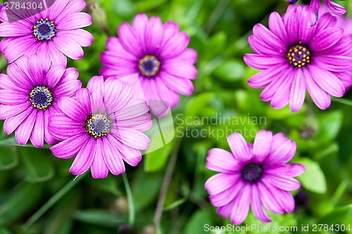 Image of pink flowers in the garden 
