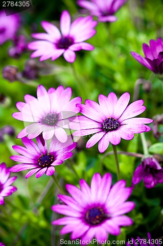 Image of pink flowers in the garden 