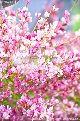 Image of pink flowers in the garden