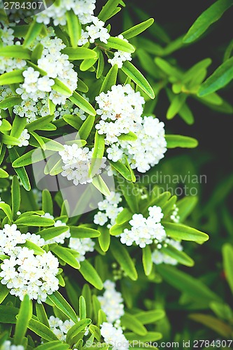 Image of  brunch with white flowers