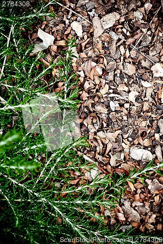 Image of fresh rosemary herb 