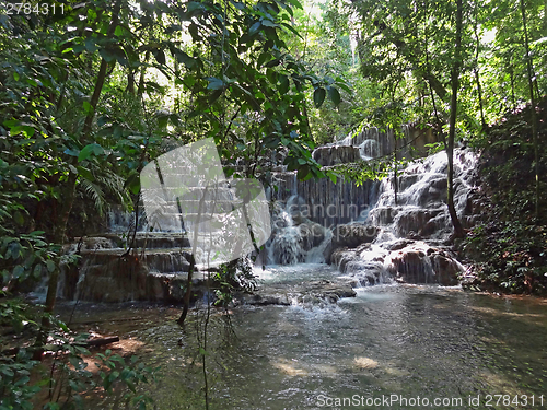 Image of jungle scenery