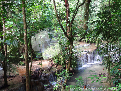 Image of jungle scenery