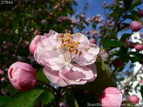 Image of Pink Blossom