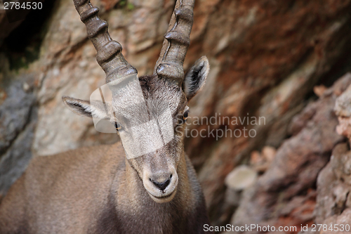 Image of Alpine Ibex