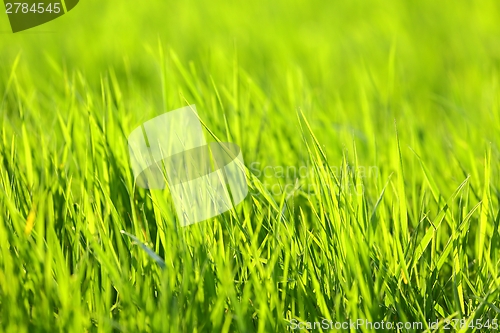 Image of Green Grass