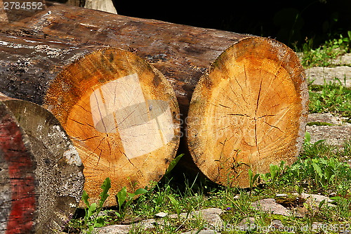 Image of felled tree trunks