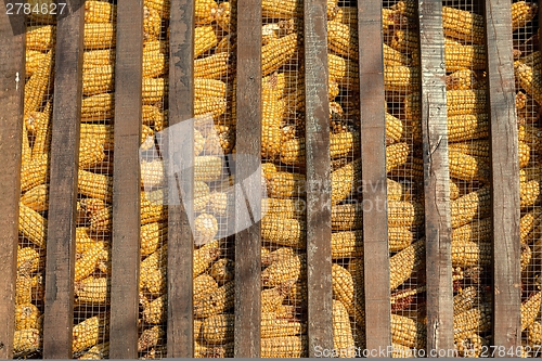 Image of Large group of industrial corn