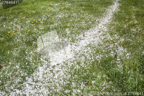 Image of hailstones on a grass after storm 