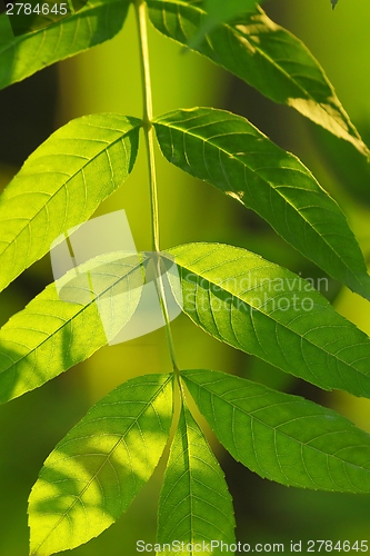 Image of Leaves