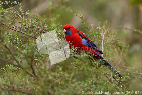 Image of Parrot