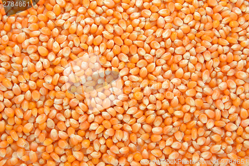 Image of Popcorn maize background