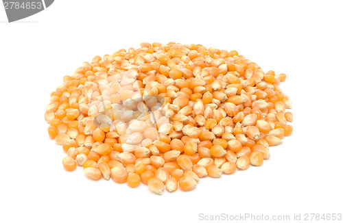 Image of Popcorn maize