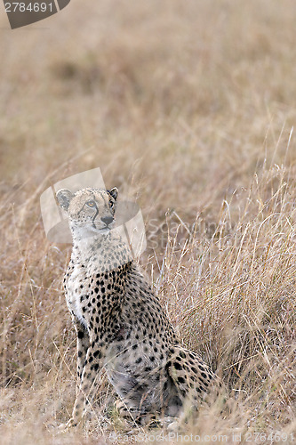 Image of cheetah