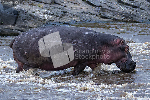 Image of hippopotamus cross river