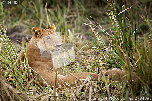Image of Lioness and cub