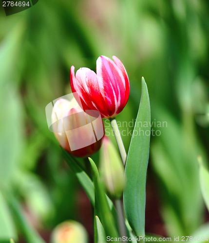 Image of Red-white tulip and buds
