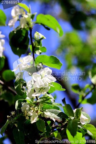 Image of White flowers of apple tree