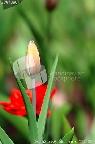 Image of Orange tulip bud