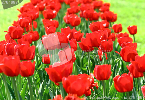 Image of Red tulips