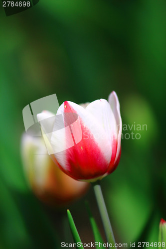 Image of Red and white tulip