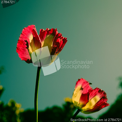 Image of Pink opuim poppy flower with clear sky