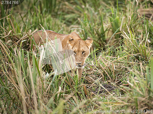 Image of Lioness