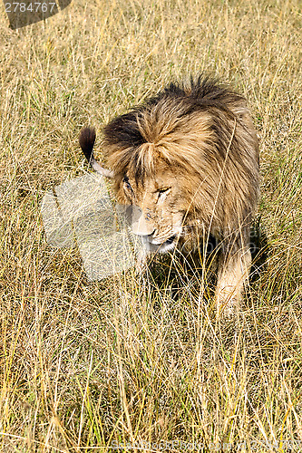 Image of Lion